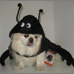 BeGood Spidey Paws Pet Costume – Dog not Included